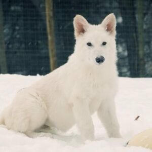 Dire Wolves